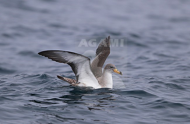 Scopoli’s Shearwater (Calonectris diomedea) at sea off Hyères - France. stock-image by Agami/Aurélien Audevard,