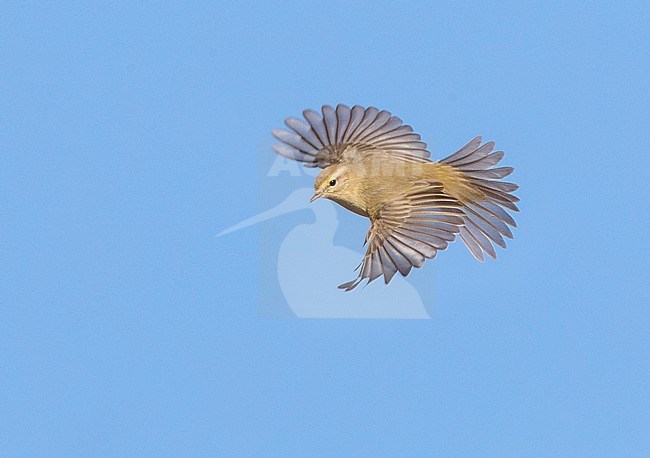 Common Chiffchaff (Phylloscopus collybita) flying in mid air along the Black sea coast of Bulgaria, next to Durankulak lake, during autumn migration. stock-image by Agami/Marc Guyt,