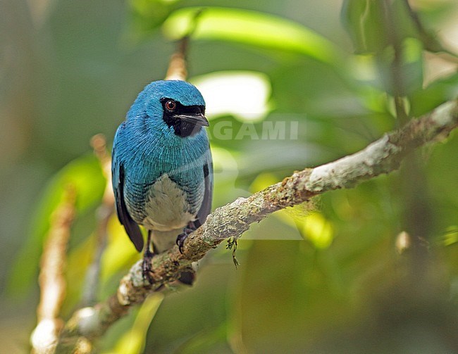 Swallow Tanager (Tersina viridis) perched in a tree in the forest stock-image by Agami/Pete Morris,