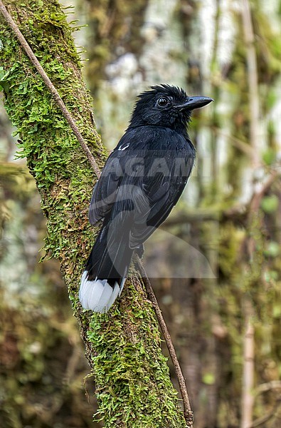 Band-tailed Antshrike, Thamnophilus melanothorax, male perched on a mossy branch in rainforest stock-image by Agami/Andy & Gill Swash ,