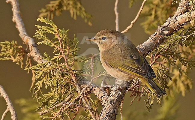 Brown Woodland Warbler (Phylloscopus umbrovirens) is a species confined to northeast Africa and southern Arabia. stock-image by Agami/Eduard Sangster,