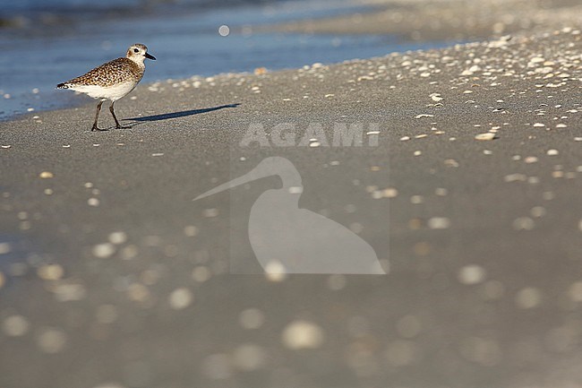 Zilverplevier; Grey Plover stock-image by Agami/Chris van Rijswijk,