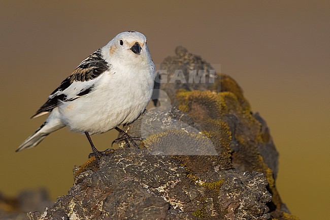 Icelandic Snow Bunting (Plectrophenax nivalis insulae) in summer plumage on Iceland. stock-image by Agami/Daniele Occhiato,