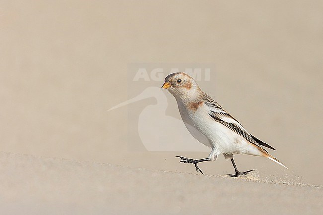 A Snow Bunting is seen from the side against a clear light beige background walking on a sand dune. stock-image by Agami/Jacob Garvelink,