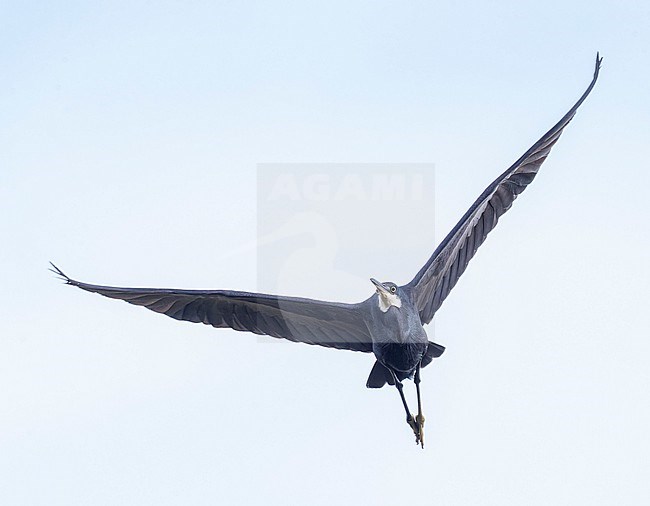 Dark morph Western Reef Heron (Egretta gularis)  in summer in the Ebro delta in Spain. stock-image by Agami/Marc Guyt,