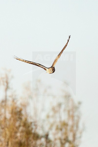 Female Pallid Harrier (Circus macrourus) hunting over Yotvata fields, Israel stock-image by Agami/Marc Guyt,