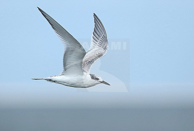 Sandwich Tern (Thalasseus sandvicensis), first calender year in flight, seen from the side, showing upperwing and underwing. stock-image by Agami/Fred Visscher,