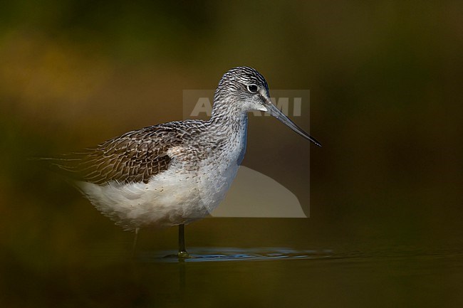 Groenpootruiter; Greenshank; Tringa nebularia stock-image by Agami/Han Bouwmeester,