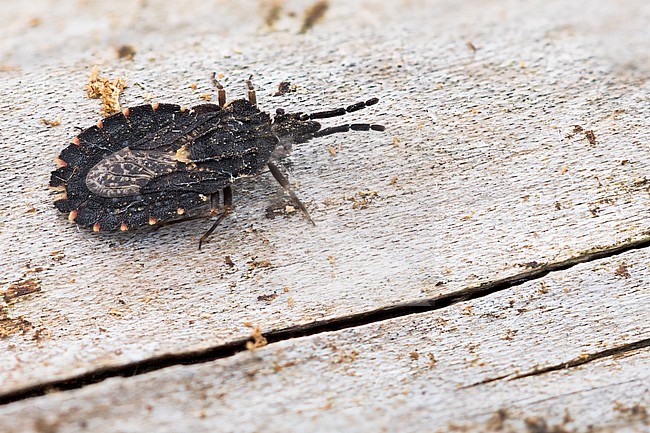 Aradus betulinus, Germany (Baden-Württemberg), imago stock-image by Agami/Ralph Martin,