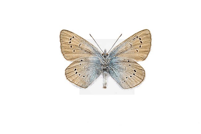 Mazarine Blue, Klaverblauwtje, Cyaniris semiargus stock-image by Agami/Wil Leurs,