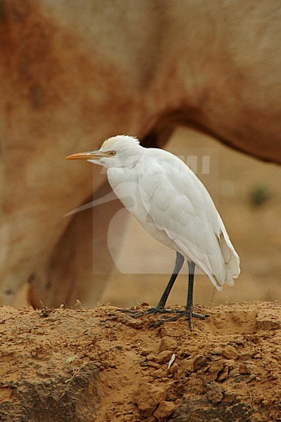 Cattle Egret standing; Koereiger staand stock-image by Agami/Marc Guyt,