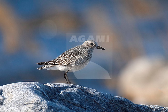 Grey Plover (Pluvialis squatarola), side view of juvenile bird standing on a rock in Finland stock-image by Agami/Kari Eischer,
