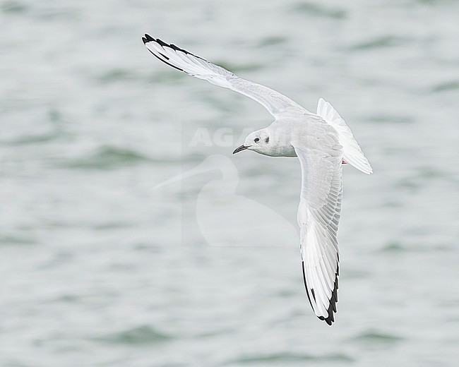 Bonaparte's gull (Chroicocephalus philadelphia) stock-image by Agami/Lennart Verheuvel,