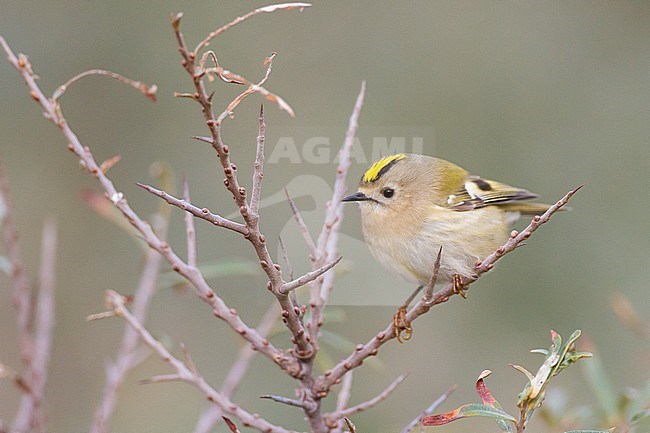 Goldcrest, Goldcrest, Regulus regulus on migration foraging in sea buckthorn for insects. Bird perched in top of dead branch, side view. stock-image by Agami/Menno van Duijn,