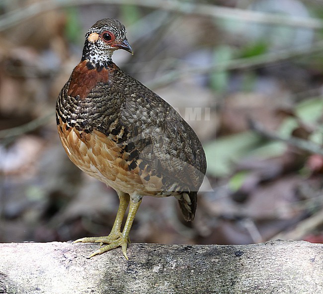 Chestnut-necklaced Partridge, Tropicoperdix charltonii, at Pedu Lake in Malaysia. stock-image by Agami/James Eaton,