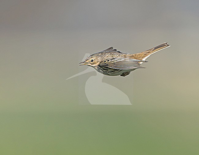 Singing and displaying Meadow Pipit (Anthus pratensis) in song flight, display flight in sideview and with green background stock-image by Agami/Ran Schols,