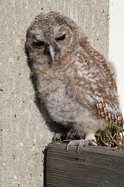 Donsjong van de Bosuil; Tawny Owl chick stock-image by Agami/Chris van Rijswijk,