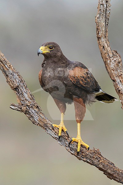 Adult female
Hidalgo Co., TX
March 2014 stock-image by Agami/Brian E Small,
