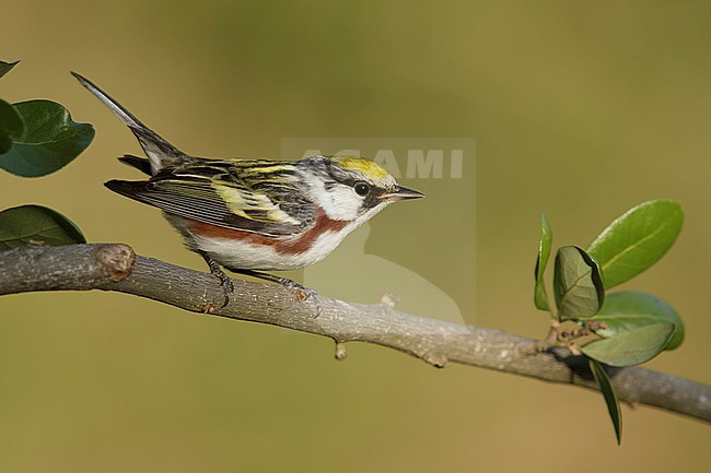 Adult male
Galveston Co., TX
April 2014 stock-image by Agami/Brian E Small,