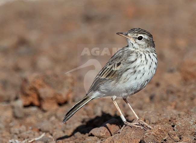 Berthelot's Pipit (Anthus berthelotii) the island Madeira in the northern Atlantic ocean. stock-image by Agami/Marc Guyt,
