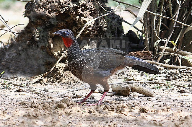 Spix's Guan, Penelope jacquacu, adult standing on the ground in Amazonian rain forest in Brazil stock-image by Agami/Andy & Gill Swash ,