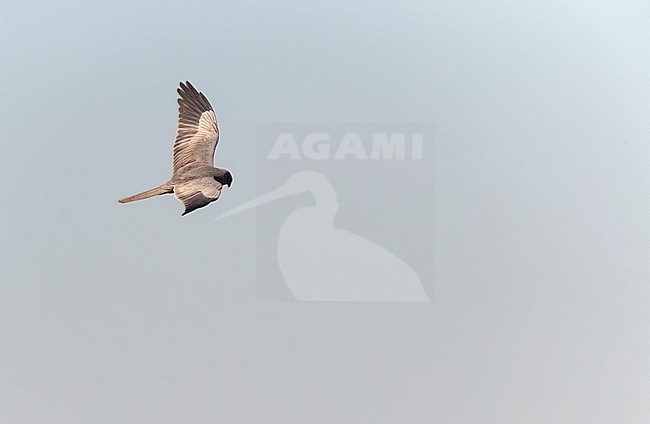 Dark phase male Montagu's Harrier (Circus pygargus) flying over fields at Lagunas de Villafáfila nature reserve, Zamora, Castile and León, Spain. stock-image by Agami/Marc Guyt,