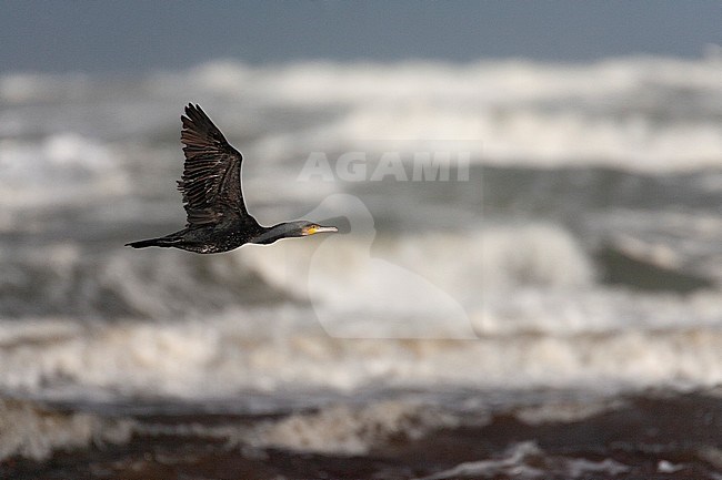 Great Cormorant (Phalacrocorax carbo) flying above a rough north sea at Katwijk, Netherlands, after a severe storm. stock-image by Agami/Marc Guyt,
