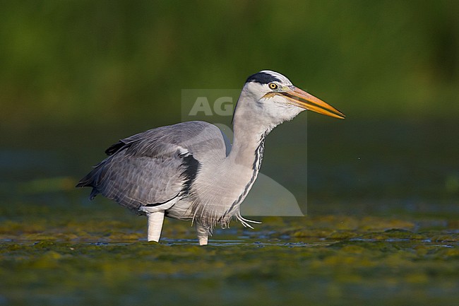 Grey Heron (Ardea cinerea), adult with a caught frog stock-image by Agami/Saverio Gatto,