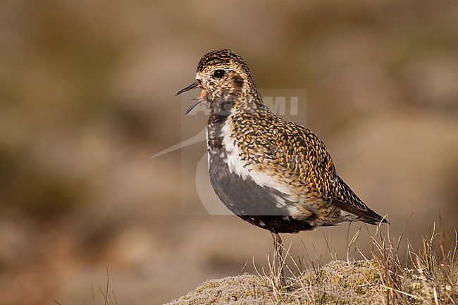 Eurasian Golden Plover - Goldregenpfeifer - Pluvialis apricaria ssp. altrifrons, Iceland, adult male stock-image by Agami/Ralph Martin,