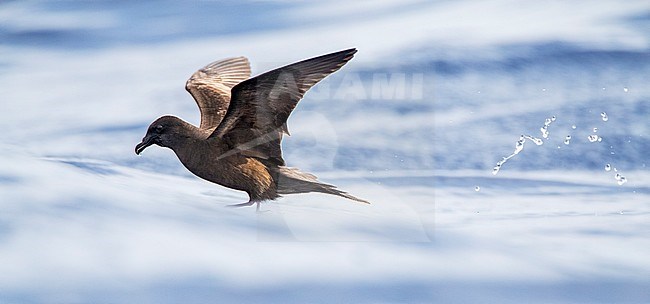 Bulwer's Petrel (Bulweria bulwerii) in flight over the Atlantic Ocean off Madeira island, Portugal. stock-image by Agami/Marc Guyt,