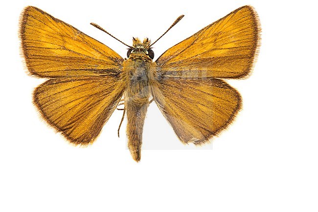 Lulworth Skipper, Thymelicus acteon stock-image by Agami/Wil Leurs,
