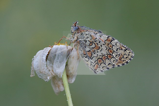 Knapweed Fritillary (Melitaea phoebe) perched on top of a small flower in Mercantour in France. Seen against a natural colored background. stock-image by Agami/Iolente Navarro,