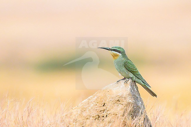 Blue-cheeked Bee-eater, Merops persicus, perched on rock. stock-image by Agami/Sylvain Reyt,