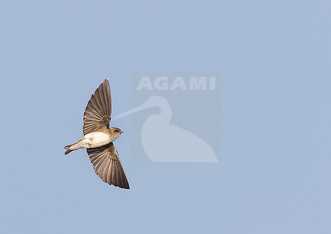 Grey-throated Martin, Riparia chinensis, in flight seen from below. stock-image by Agami/Ian Davies,