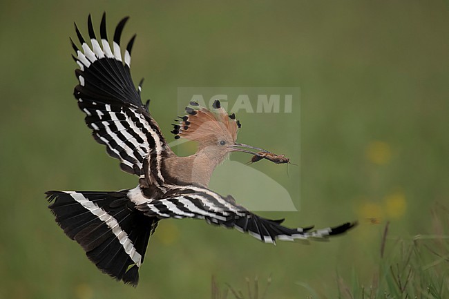 Hoopoe in flight stock-image by Agami/Han Bouwmeester,