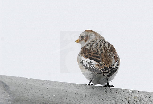 Snow Bunting (Plectrophenax nivalis nivalis) at Hundested in Denmark. stock-image by Agami/Helge Sorensen,