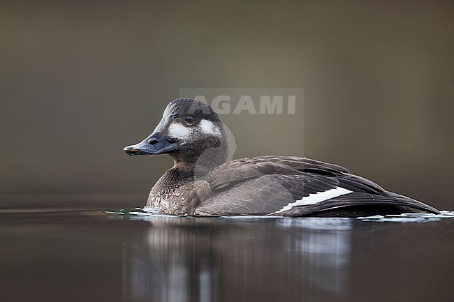 First-winter female Velvet Scoter (Melanitta fusca), Switzerland (Schaffhausen). Swimmig in an inland lake. stock-image by Agami/Ralph Martin,