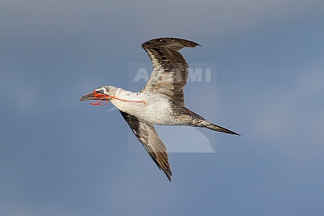 A Northern Gannet (Morus bassanus) is flying over the German North Sea with a fishing net in its beak. stock-image by Agami/Mathias Putze,
