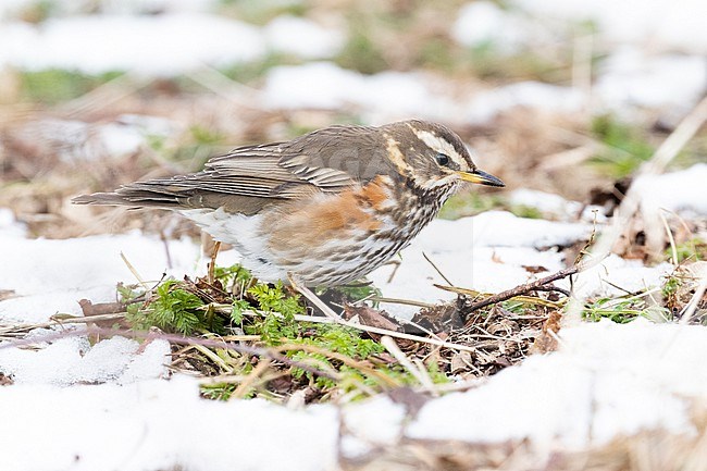 Redwing (Turdus iliacus) trying to survice by feeding in open patched in the snow during a cold period in winter in the Netherlands stock-image by Agami/Arnold Meijer,