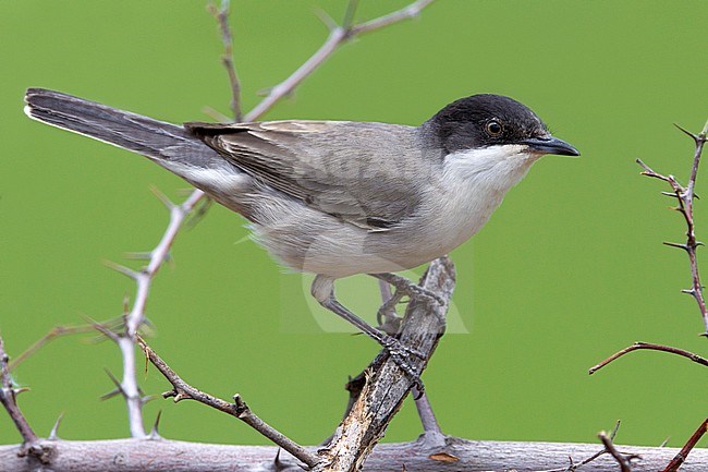 Eastern Orphean Warbler (Sylvia crassirostris) stock-image by Agami/Daniele Occhiato,