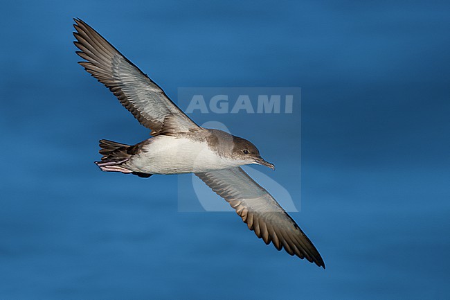 Yelkouan Shearwater, Puffinus yelkouan, in flight over the Mediterranean sea off Italy. stock-image by Agami/Daniele Occhiato,