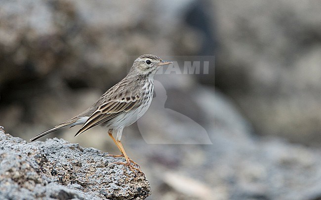 Side view of a Berthelot's Pipit (Anthus berthelotii) on a rock.Teneriffe, Canary Islands, Spain stock-image by Agami/Markku Rantala,