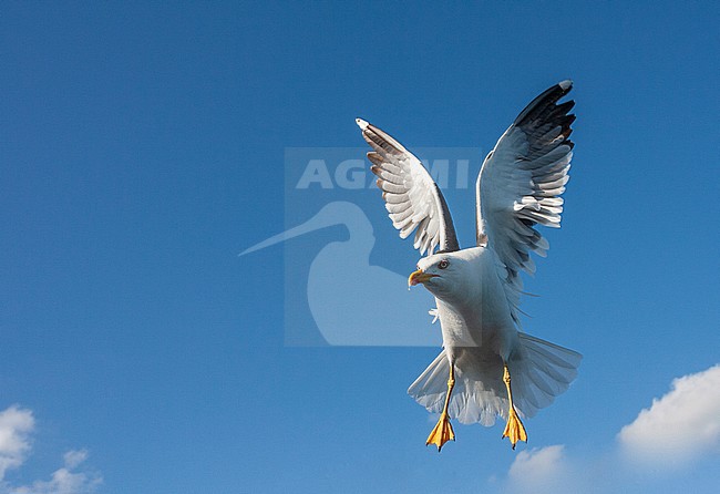 Adult Lesser Black-backed Gull (Larus fuscus) flying up close behind the ferry to Wadden island Texel, Netherlands. stock-image by Agami/Marc Guyt,