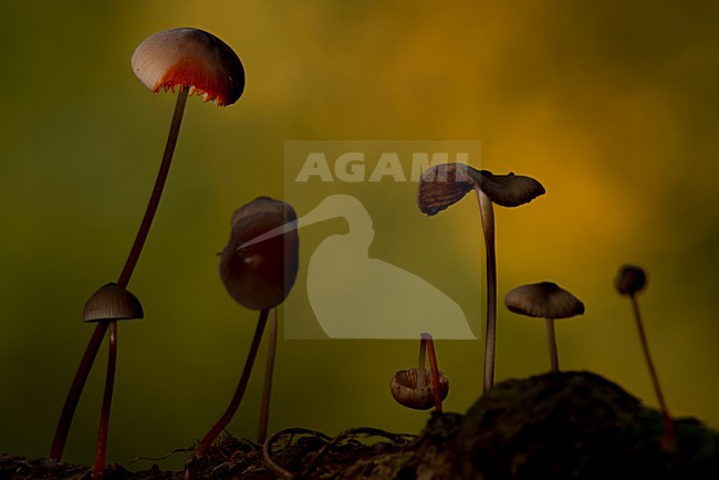 stock-image by Agami/Rob de Jong,
