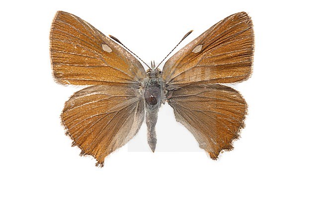 Green Hairstreak, Groentje, Callophrys rubi stock-image by Agami/Wil Leurs,