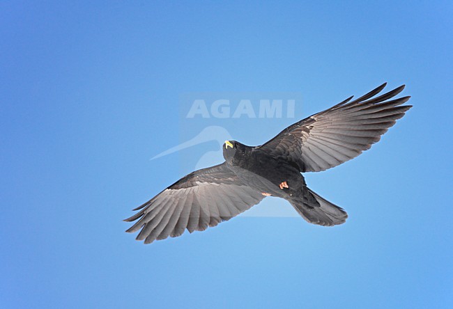 Alpenkauw in de vlucht; Alpine Chough in flight stock-image by Agami/Markus Varesvuo,