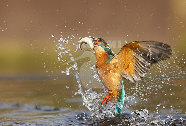 manual updated stock-image by Agami/Danny Green,