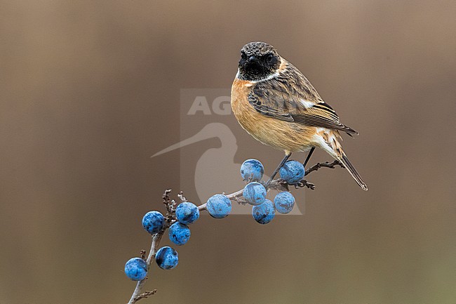 Mannetje Roodborsttapuit; Male European Stonechat stock-image by Agami/Daniele Occhiato,