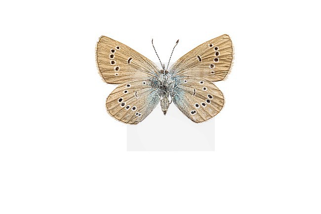 Mazarine Blue, Klaverblauwtje, Cyaniris semiargus stock-image by Agami/Wil Leurs,