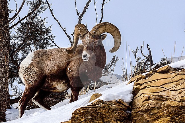 Bighorn Sheep (Ovis canadensis) Yellowstone National Park, USA stock-image by Agami/Rob Riemer,